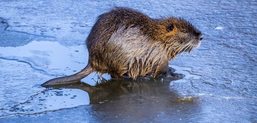 Invasive Tierarten in Deutschland: Neue Strategien am Herd gegen Bedrohungen