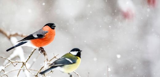 Vögel im Winter: Tipps zur Unterstützung bei Frost und Futtermangel