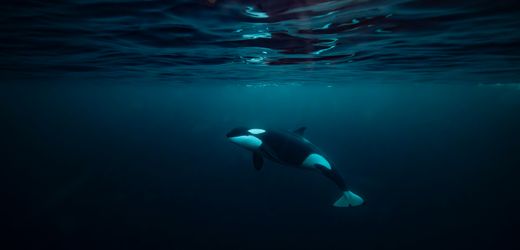 Uno-Abkommen zu Meeren: Wie es unsere Ozeane retten könnte