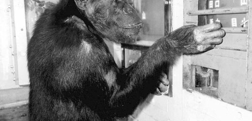 Japan: Als »Genie« bekannte Schimpansin Ai mit 49 Jahren gestorben