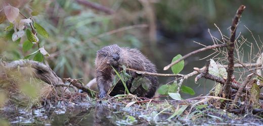 Biber in Deutschland: Vom bedrohten Tier zum Problem für Landwirte und Kommunen