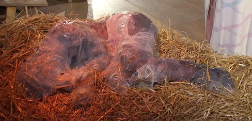 Stuttgart: Jesus schleimiger Hülle dargestellt – Diözese zeigt sich zerknirscht