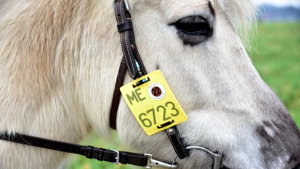 Unzufriedenheit unter Reitern: Mangelnde Reitwege in Velbert und Heiligenhaus