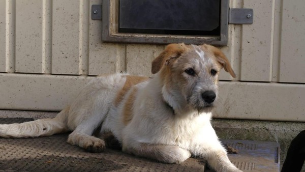 Tuuli im Tierheim Velbert: Junge Hündin aus Rumänien sucht neues Zuhause