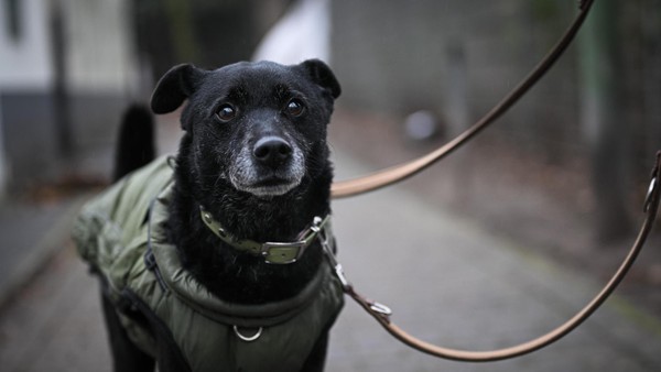 Zwischen Napf und Tischdecke: So gehen Velberter Restaurants mit Hunden um