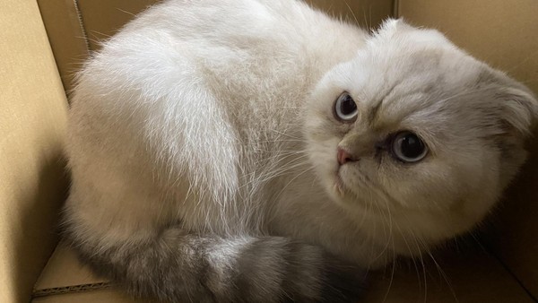 Katzenduo Evangeline und Ray: Zwei stille Seelen suchen Zuhause mit Herz