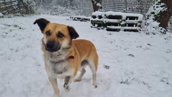 Kein Happy End für Hund Dodo: Jetzt sucht der Rüde erneut ein schönes Zuhause