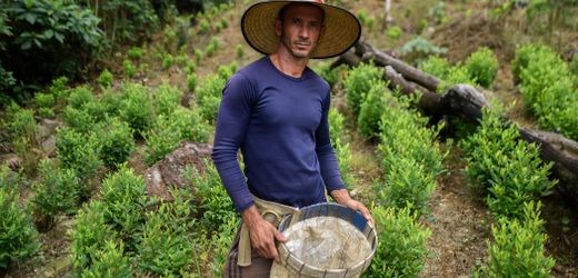 Kolumbien: Neue Kokain-Krise nach der Maduro-Entführung