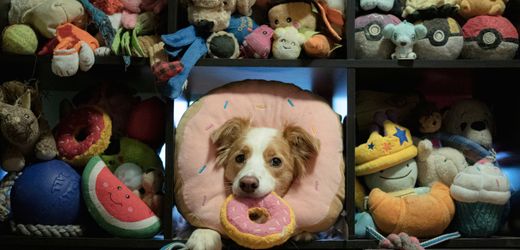 Einige Hunde lernen Wörter durch Zuhören – ist Ihr Hund auch hochbegabt?