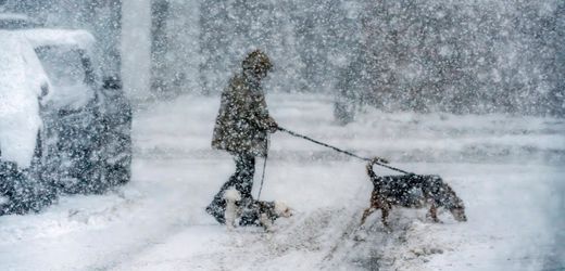 Emsland: Mutmaßlicher Angriff auf Tiere – Unbekannter steckt Glassplitter in Würstchen