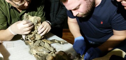 Wollnashörner starben wohl durch Klimawandel aus – DNA-Analyse aus Reste im Wolfsmagen