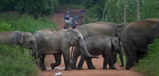Thailand setzt bei wilden Elefanten erstmals Verhütungsspritze ein