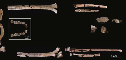 Homo habilis: Bisher vollständigstes Skelett des Frühmenschen identifiziert