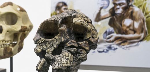 Sahelanthropus tchadensis: Vormensch ging schon vor sieben Millionen Jahren aufrecht