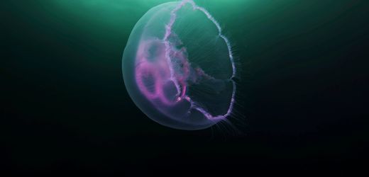 Klimawandel: Ozeane nahmen 2025 Rekordmenge an Wärme auf – neuntes Mal in Folge