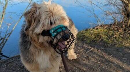 Tier der Woche aus dem Tierheim Hilden: Charly braucht erfahrene Hundehalter