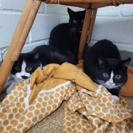 Tiere der Woche aus Hilden: Nero, Pünktchen & Konni suchen ein ruhiges Zuhause