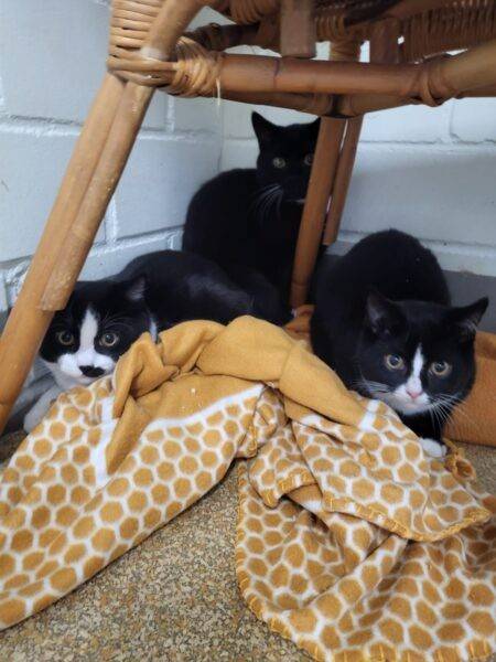 Tiere der Woche aus Hilden: Nero, Pünktchen & Konni suchen ein ruhiges Zuhause