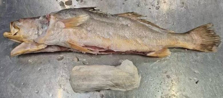 Aufsehenerregender Fall: Riesiger Kokain-Fund in gefrorenem Fisch in den Niederlanden