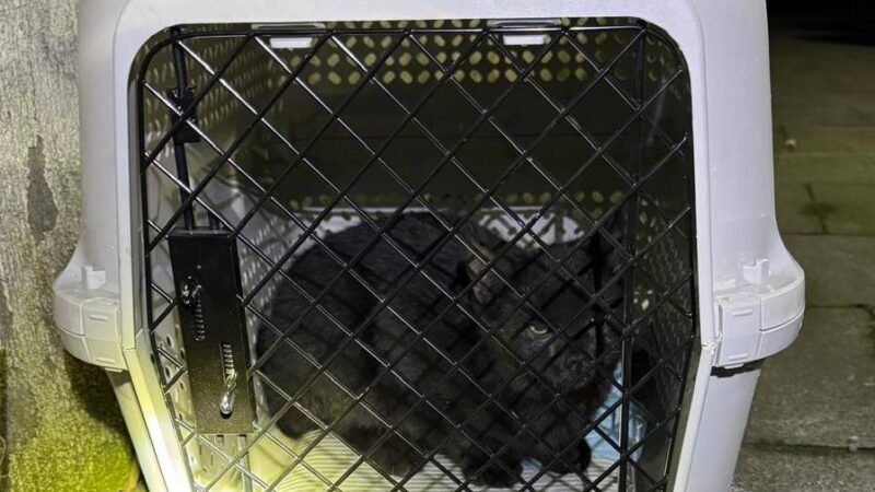 Einsatz in Dinslaken: Feuerwehr rettet drei junge Katzen aus Versorgungsschacht