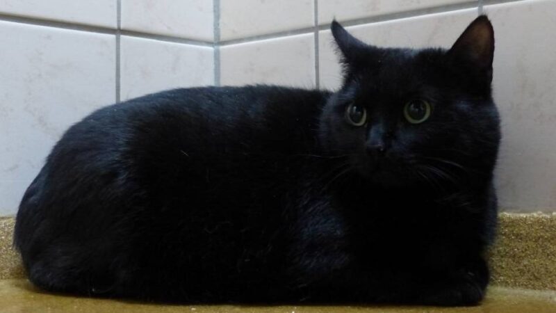 Tier der Woche: Für Hildegard ist abnehmen angesagt