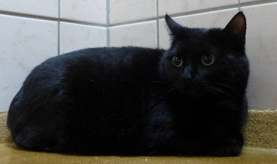 Tier der Woche: Für Hildegard ist abnehmen angesagt