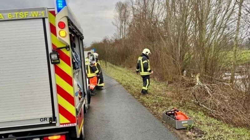 Kurioser Einsatz: Biber beschädigen Baum – Feuerwehr rückt in Kranenburg aus
