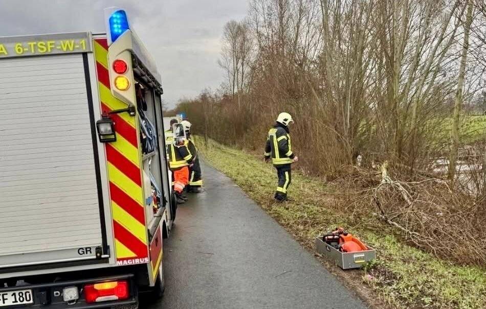 Kurioser Einsatz: Biber beschädigen Baum – Feuerwehr rückt in Kranenburg aus