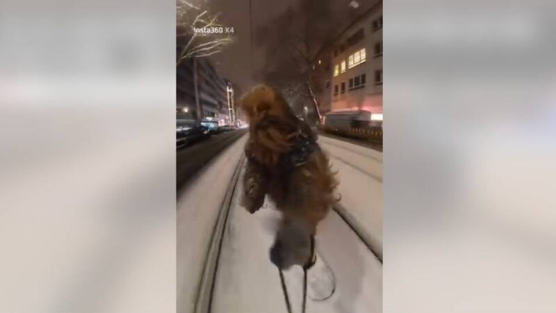 Video sorgt für Aufsehen: Chewbacca auf Snowboard in Düsseldorf – Polizei ermittelt
