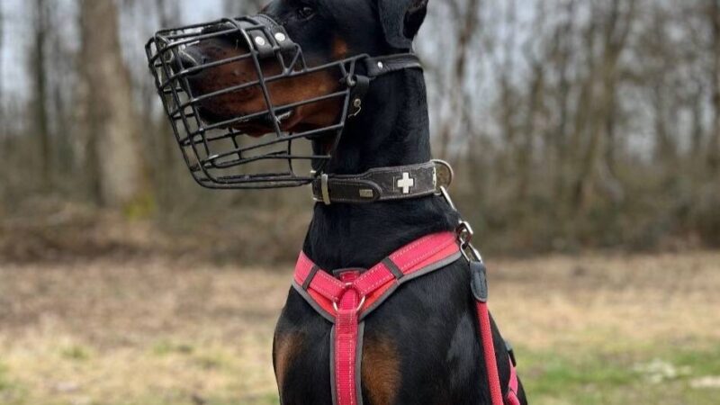 Tier der Woche: Ernie braucht hundeerfahrene Menschen