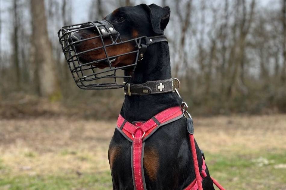 Tier der Woche: Ernie braucht hundeerfahrene Menschen