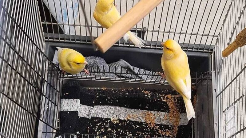 Tier der Woche in Krefeld: Tick, Trick und Track gibt es nur als Trio