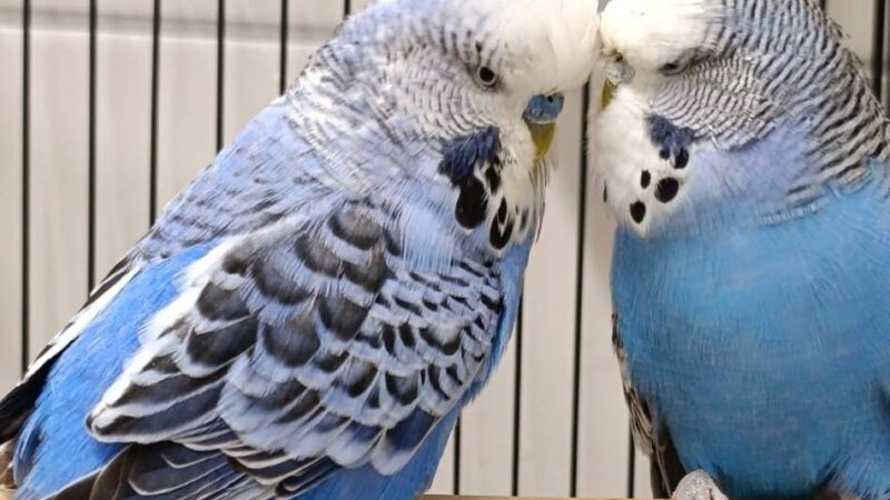 Tiere der Woche aus Hilden: Gibbi & Kuni suchen ein verständnisvolles Zuhause