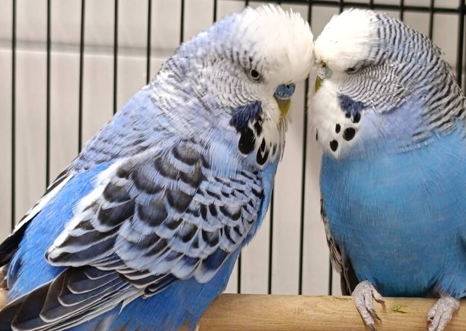 Tiere der Woche aus Hilden: Gibbi & Kuni suchen ein verständnisvolles Zuhause