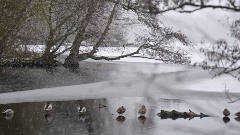 Schneegestöber in Nettetal: Enten trotzen dem Wintereinbruch