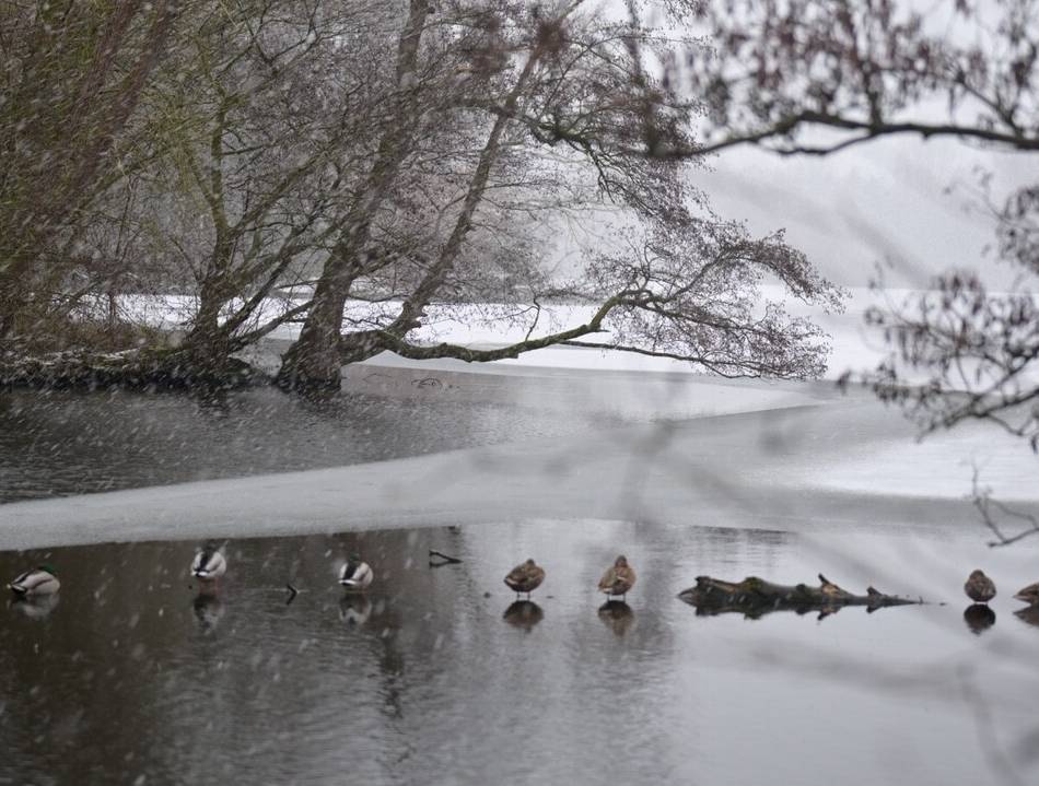 Schneegestöber in Nettetal: Enten trotzen dem Wintereinbruch
