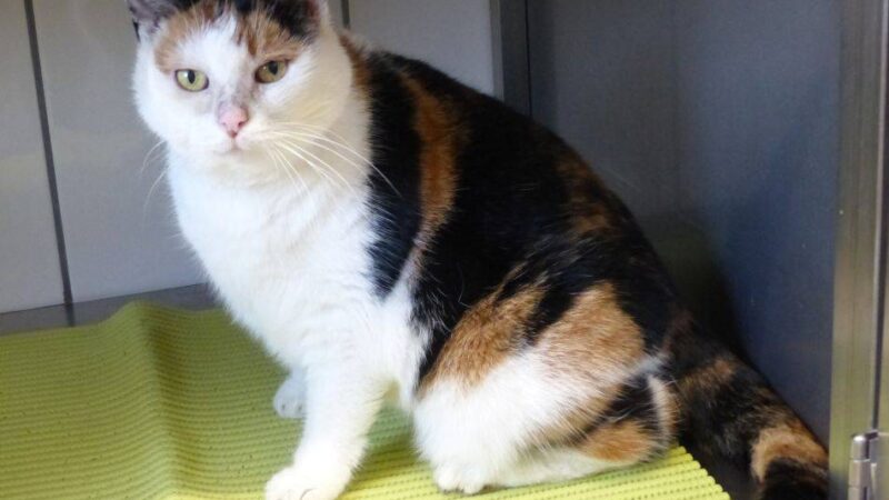 Tier der Woche: Eine Glückskatze mit drei Farben