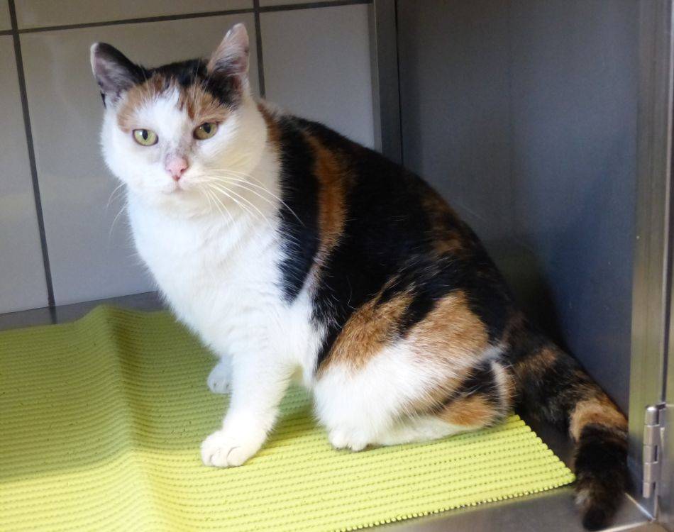 Tier der Woche: Eine Glückskatze mit drei Farben