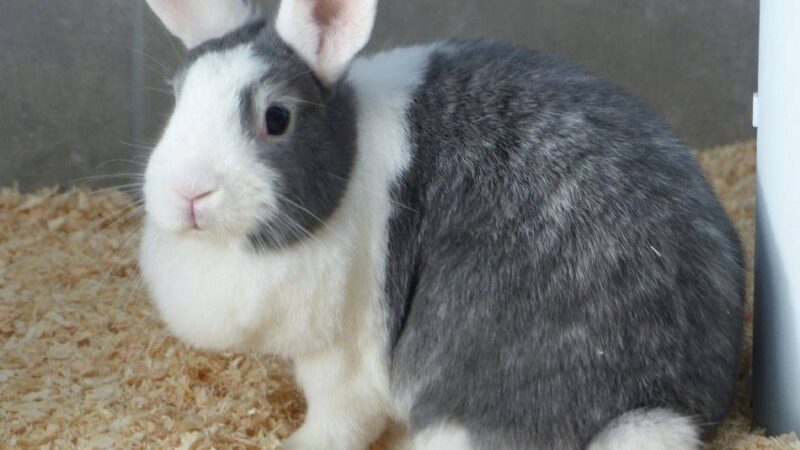 Tier der Woche: Kaninchen waren im Karton ausgesetzt