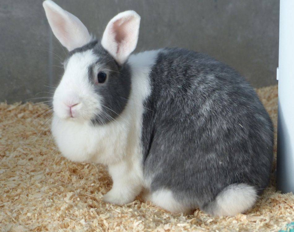 Tier der Woche: Kaninchen waren im Karton ausgesetzt