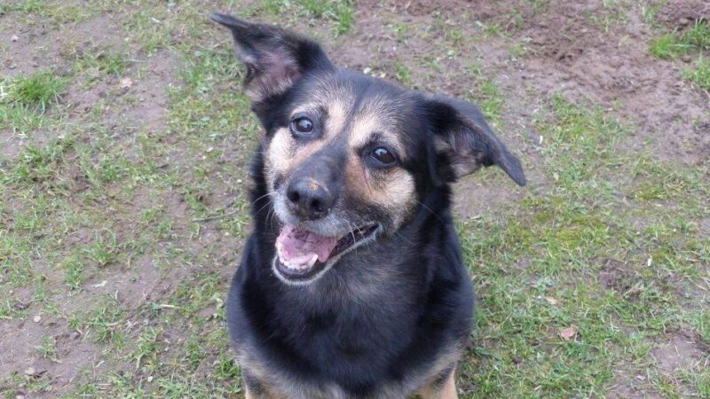 Tier der Woche: Lucy liebt Ballspielen und Spaziergänge