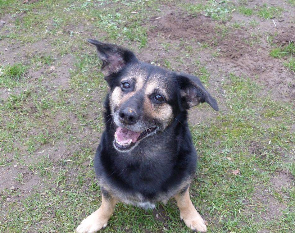Tier der Woche: Lucy liebt Ballspielen und Spaziergänge