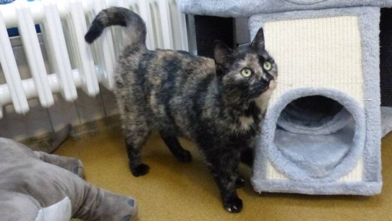 Tier der Woche: Ein klarer Fall von Einzelprinzessin