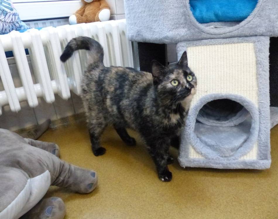 Tier der Woche: Ein klarer Fall von Einzelprinzessin