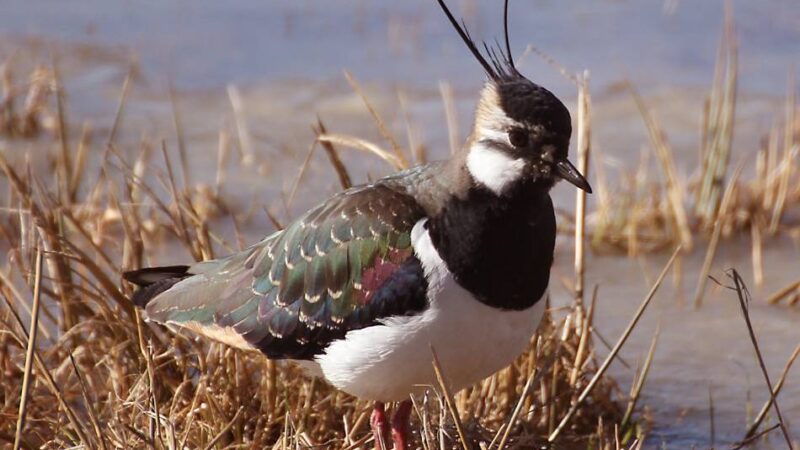 Grundstück in Neersen erworben: NRW-Stiftung hilft dem Kiebitz