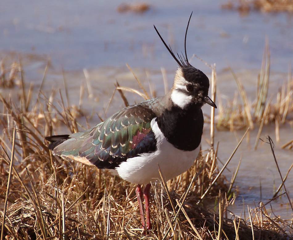 Grundstück in Neersen erworben: NRW-Stiftung hilft dem Kiebitz