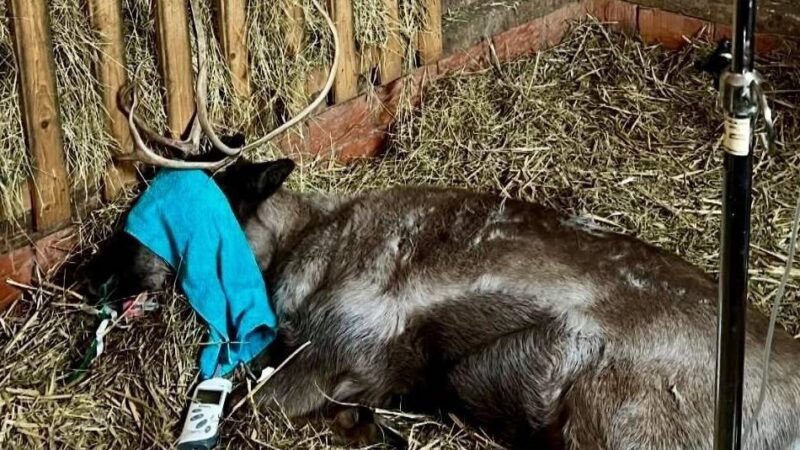Große Trauer im Klever Zoo: Rentier Yennefer im Tiergarten gestorben – Ciri kämpft ums Überleben