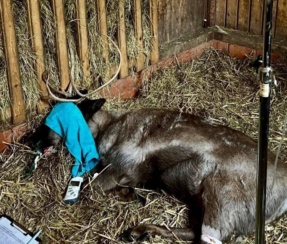 Große Trauer im Klever Zoo: Rentier Yennefer im Tiergarten gestorben – Ciri kämpft ums Überleben