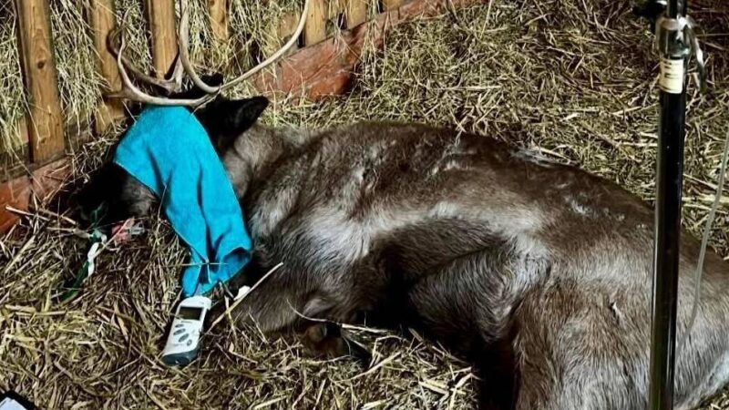 „Tiere sind sehr sensibel“: Rentiere im Tiergarten kämpfen um ihr Leben