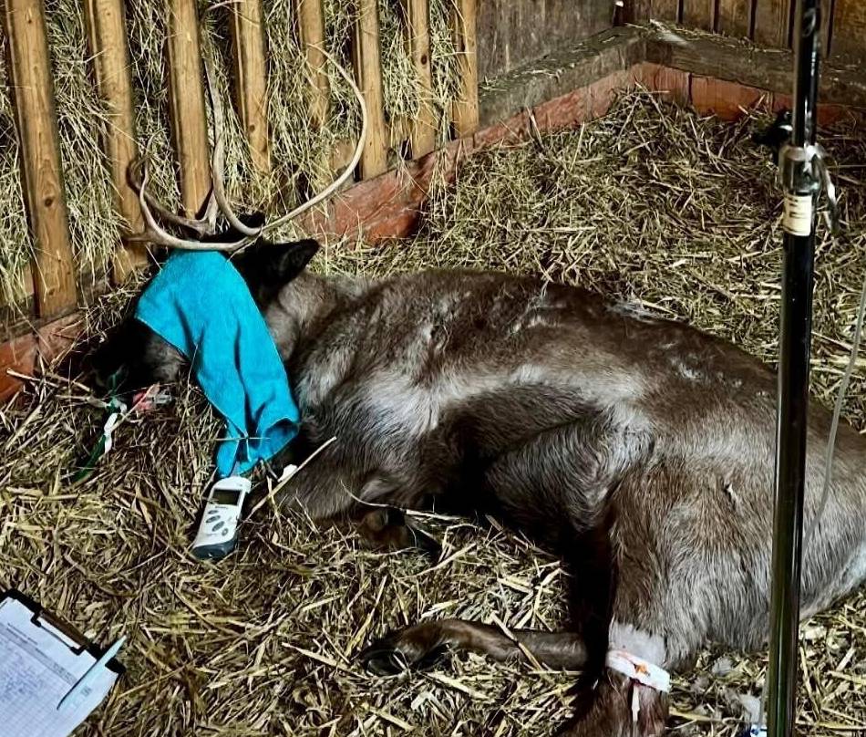 „Tiere sind sehr sensibel“: Rentiere im Tiergarten kämpfen um ihr Leben